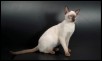 Saba aged 8 months